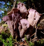 Gomphus clavatus image