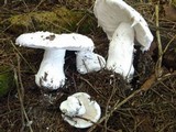 Amanita silvicola image