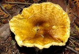 Floccularia albolanaripes image