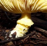 Floccularia albolanaripes image