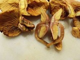 Gymnopilus aeruginosus image