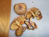 Gymnopilus aeruginosus image