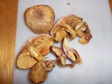 Gymnopilus aeruginosus image