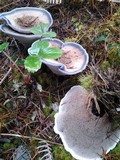 Hydnellum cyanellum image