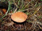 Boletus rubellus image