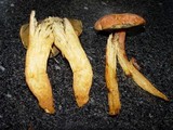 Boletus rubellus image