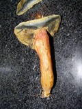 Boletus rubellus image