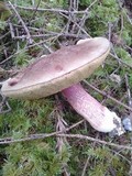 Boletus smithii image