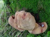 Fistulina hepatica image