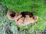Fistulina hepatica image