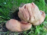 Fistulina hepatica image