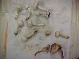 Agaricus californicus image