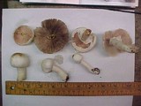 Agaricus californicus image