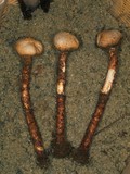 Tulostoma macrocephalum image