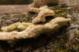 Trametes hirsuta image