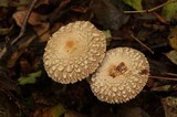 Chlorophyllum olivieri image