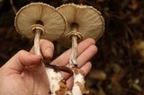 Chlorophyllum olivieri image