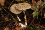 Chlorophyllum olivieri image