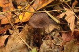 Clitocybula atrialba image