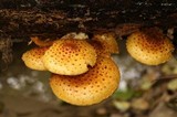 Pholiota limonella image