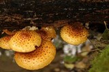 Pholiota limonella image