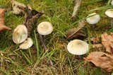 Stropharia pseudocyanea image