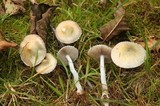 Stropharia pseudocyanea image