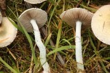 Stropharia pseudocyanea image
