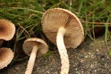 Pholiota terrestris image