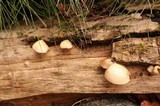 Crepidotus mollis image