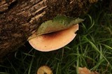 Tricholomopsis rutilans image