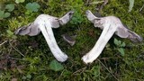 Tricholoma terreum image