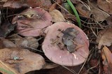 Russula placita image