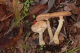 Armillaria solidipes image