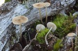 Mycena galericulata image