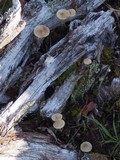 Mycena galericulata image