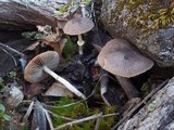 Psathyrella longistriata image
