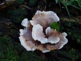 Cerrena unicolor image