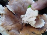 Cerrena unicolor image