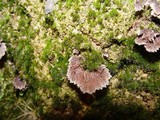 Thelephora caryophyllea image