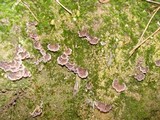 Thelephora caryophyllea image