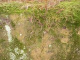 Thelephora caryophyllea image