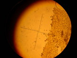 Inocybe mixtilis image