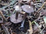 Entoloma nigroviolaceum image
