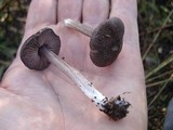 Entoloma nigroviolaceum image