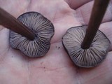 Entoloma nigroviolaceum image