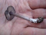 Entoloma nigroviolaceum image