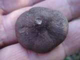 Entoloma nigroviolaceum image