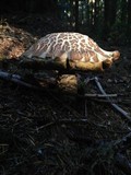 Leccinum manzanitae image