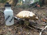 Leccinum manzanitae image